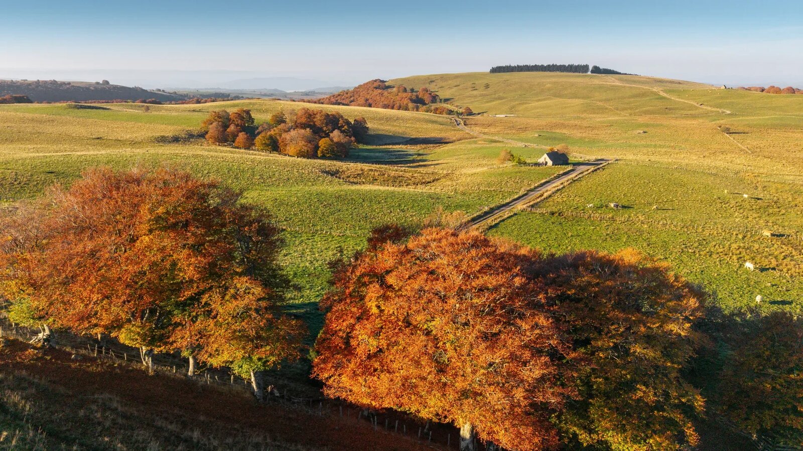 Forêt d'Aveyron